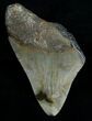 Bargain Megalodon Tooth #6999-1